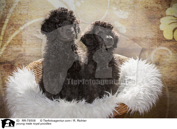 young male royal poodles / RR-79508