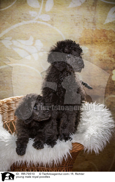 junge Gropudel Rden / young male royal poodles / RR-79510