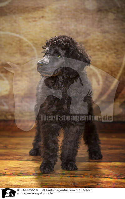young male royal poodle / RR-79516