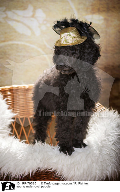 young male royal poodle / RR-79525