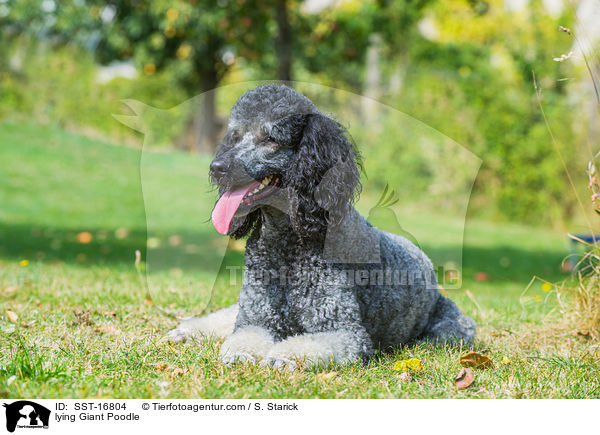 lying Giant Poodle / SST-16804