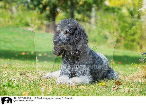 lying Giant Poodle / SST-16805