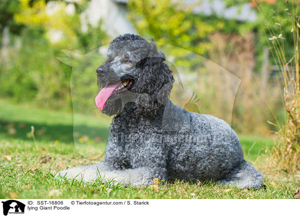 lying Giant Poodle / SST-16806
