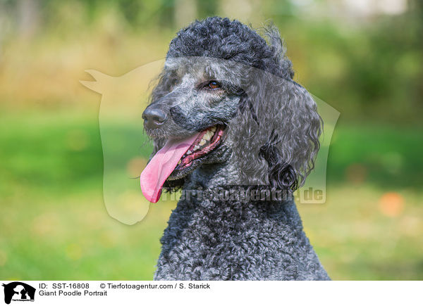 Giant Poodle Portrait / SST-16808