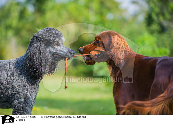 2 dogs / SST-16809
