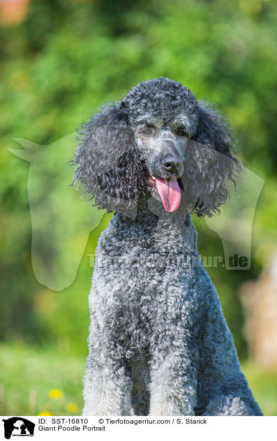 Giant Poodle Portrait / SST-16810