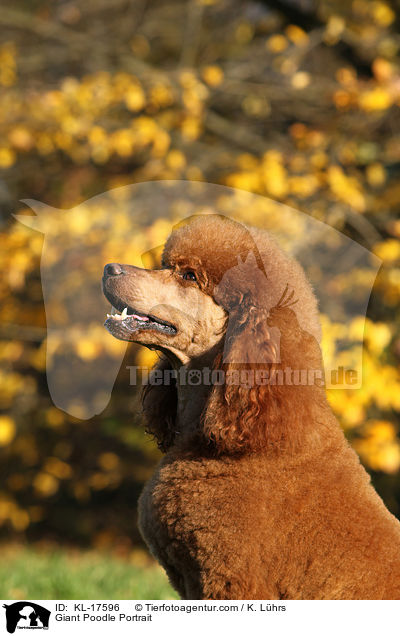 Giant Poodle Portrait / KL-17596