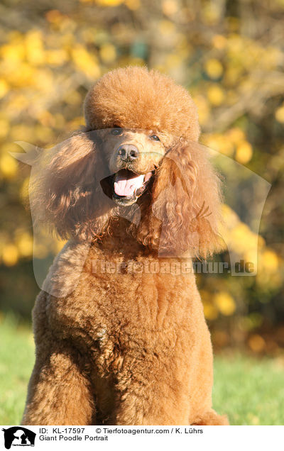 Giant Poodle Portrait / KL-17597
