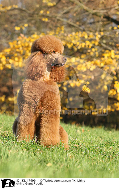 sitting Giant Poodle / KL-17599