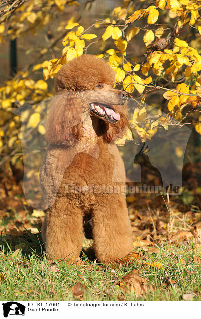 Giant Poodle / KL-17601