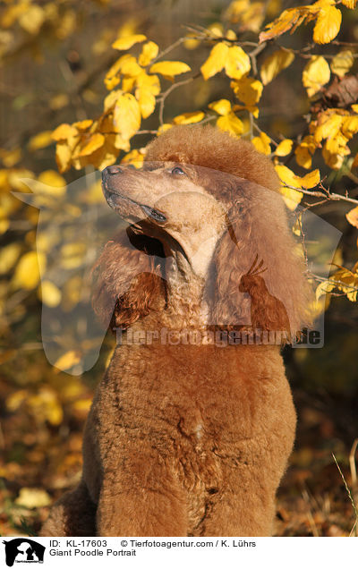 Giant Poodle Portrait / KL-17603