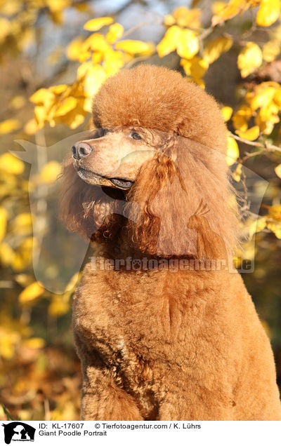 Giant Poodle Portrait / KL-17607