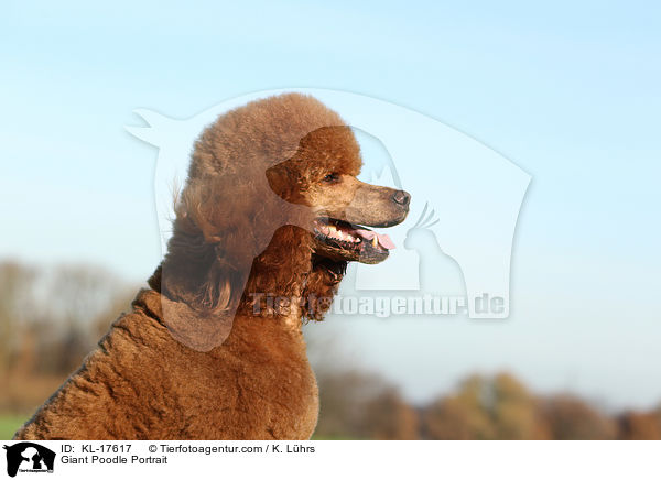 Giant Poodle Portrait / KL-17617