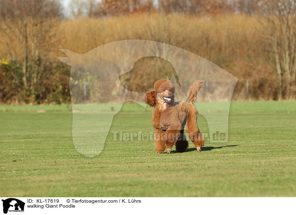 walking Giant Poodle / KL-17619