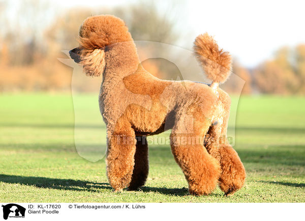 Giant Poodle / KL-17620