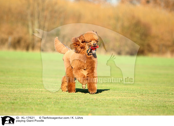 playing Giant Poodle / KL-17621