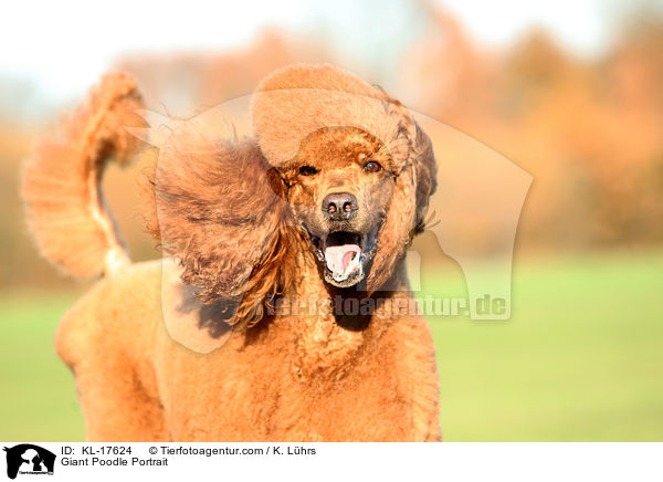Giant Poodle Portrait / KL-17624