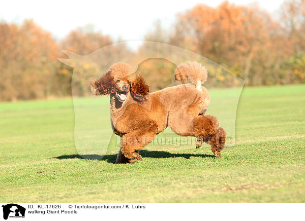 walking Giant Poodle / KL-17626