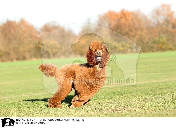 running Giant Poodle / KL-17627