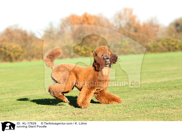 running Giant Poodle / KL-17628