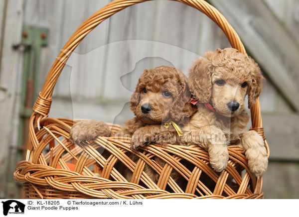 Giant Poodle Puppies / KL-18205