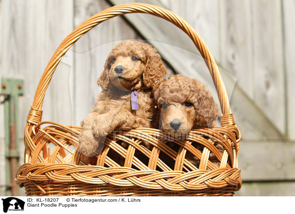 Giant Poodle Puppies / KL-18207