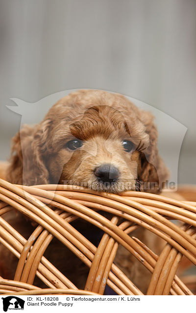 Giant Poodle Puppy / KL-18208