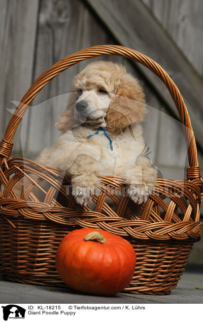 Giant Poodle Puppy / KL-18215