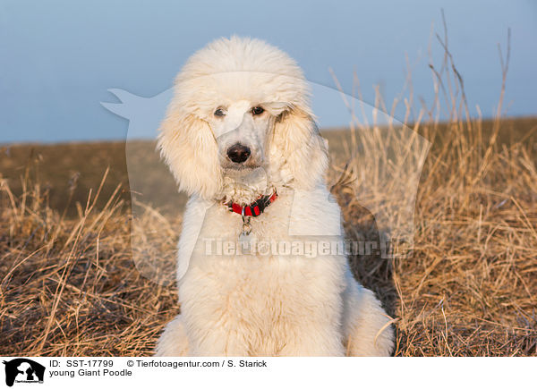 young Giant Poodle / SST-17799
