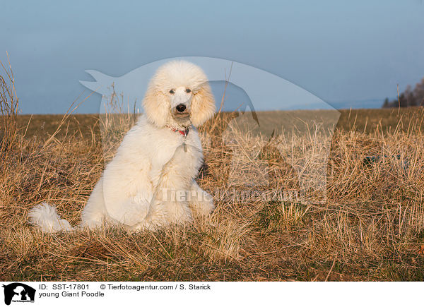 young Giant Poodle / SST-17801