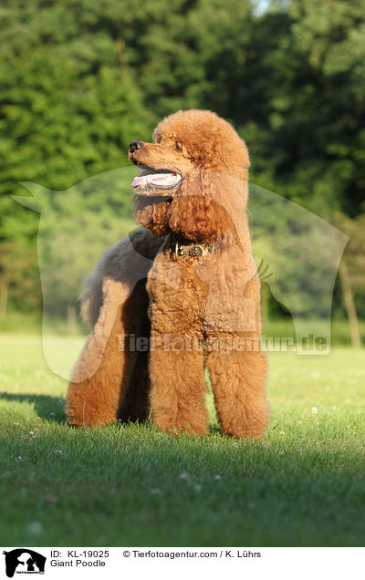 Giant Poodle / KL-19025