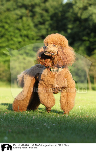 running Giant Poodle / KL-19026