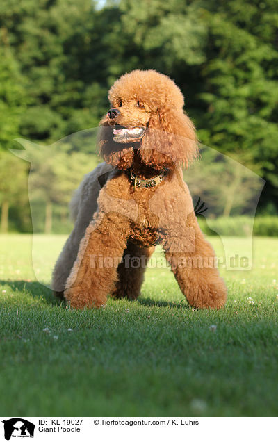 Giant Poodle / KL-19027