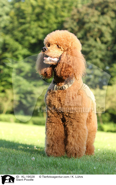 Giant Poodle / KL-19028