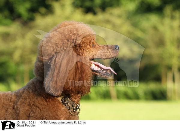 Giant Poodle / KL-19031