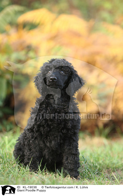 Giant Poodle Puppy / KL-19036