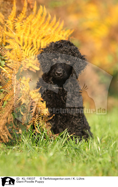 Giant Poodle Puppy / KL-19037