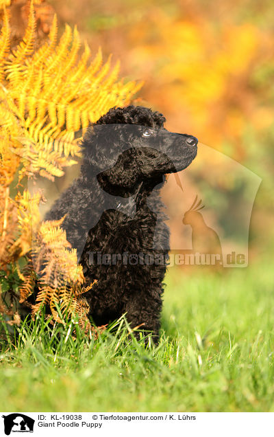 Giant Poodle Puppy / KL-19038
