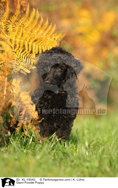 Giant Poodle Puppy / KL-19040
