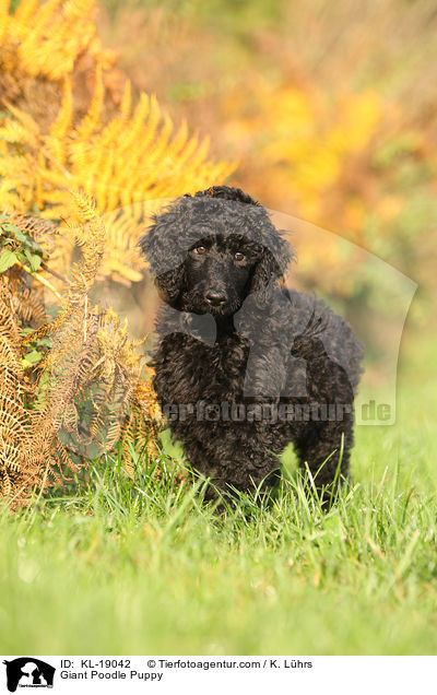 Giant Poodle Puppy / KL-19042