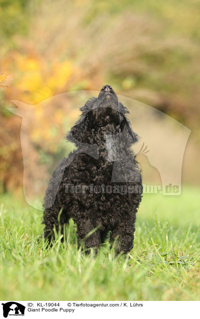 Gropudel Welpe / Giant Poodle Puppy / KL-19044