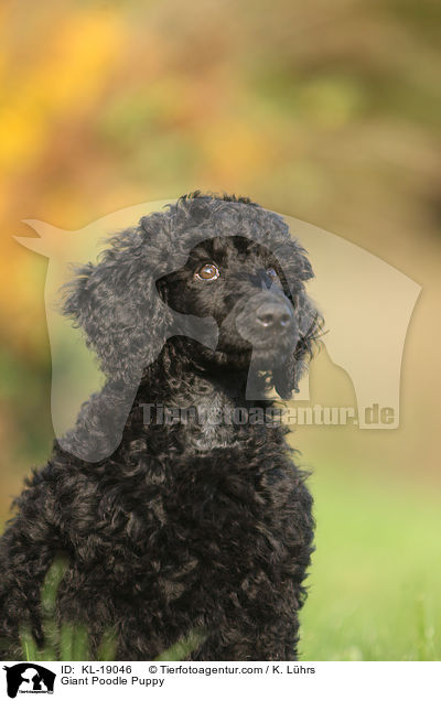 Giant Poodle Puppy / KL-19046