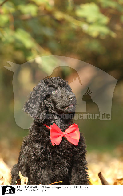 Gropudel Welpe / Giant Poodle Puppy / KL-19049