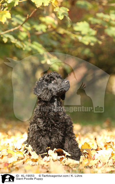 Giant Poodle Puppy / KL-19053