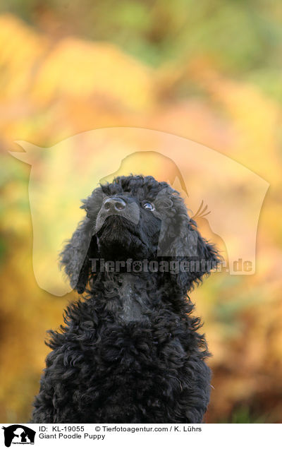 Giant Poodle Puppy / KL-19055
