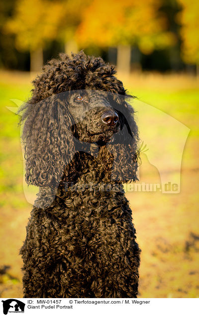 Giant Pudel Portrait / MW-01457