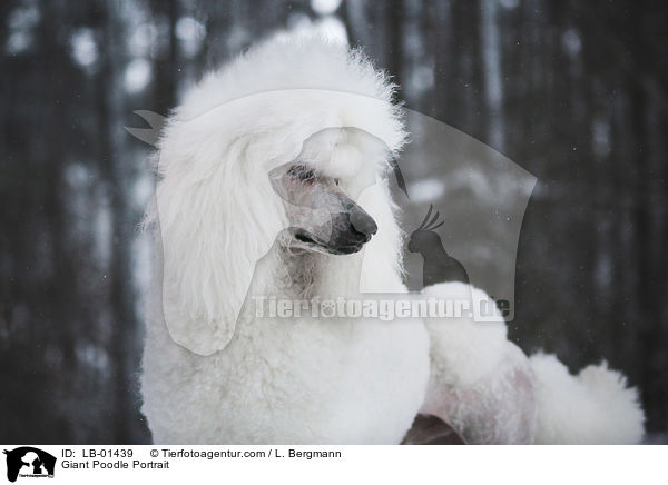 Giant Poodle Portrait / LB-01439