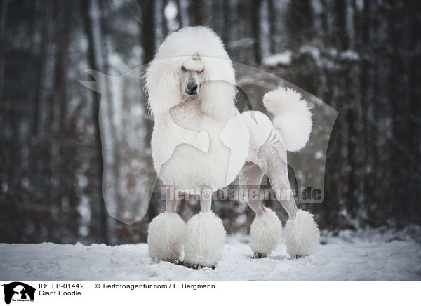 Giant Poodle / LB-01442