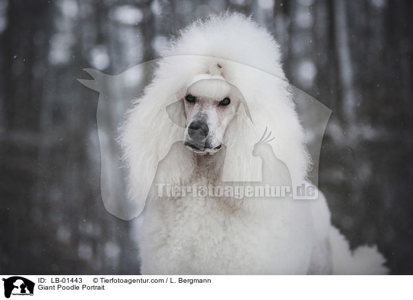 Giant Poodle Portrait / LB-01443