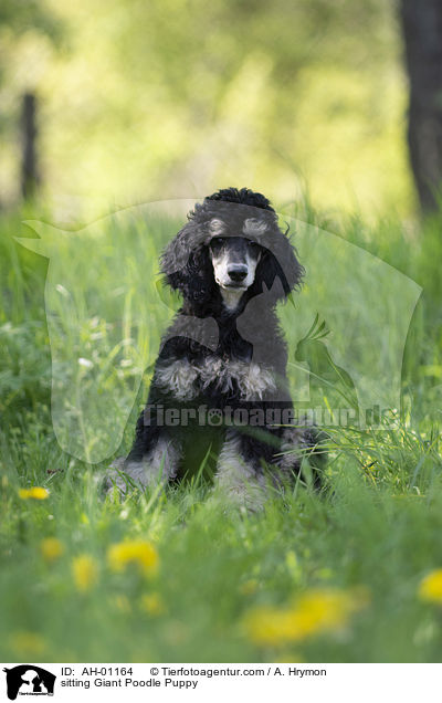 sitting Giant Poodle Puppy / AH-01164